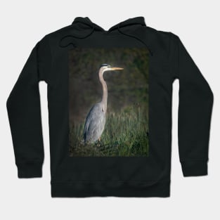 Great Blue Heron Portrait Hoodie